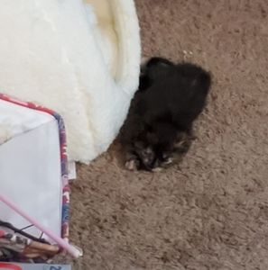 Meet your Posher, Chad